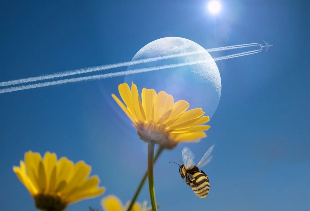 👇Please read description below👇

***Please don’t just make a copy of my edit. Use your imagination***
***Don’t forget to like it ❤️***

#sky #bluesky #moon #flower #flowershoutout #bee #airplane #sun #reflection #lensflare replay #myreplay #surreal #surrealism #fantasy #imagination #orient_arts #madewithpicsart #heypicsart #local #masterstoryteller #picsart @picsart