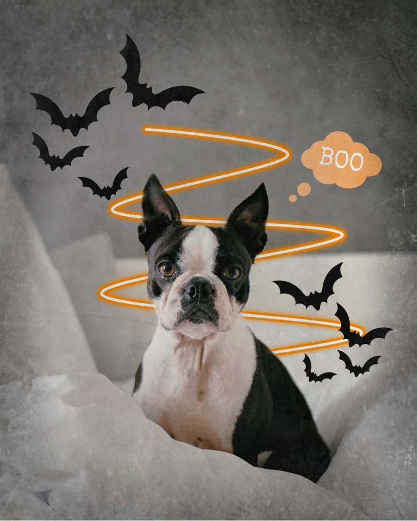 #freetoedit #halloween #halloweenparty #boo #dog #dogedit #petedits #petlove #spooky #orange #orangeaesthetic #bats 