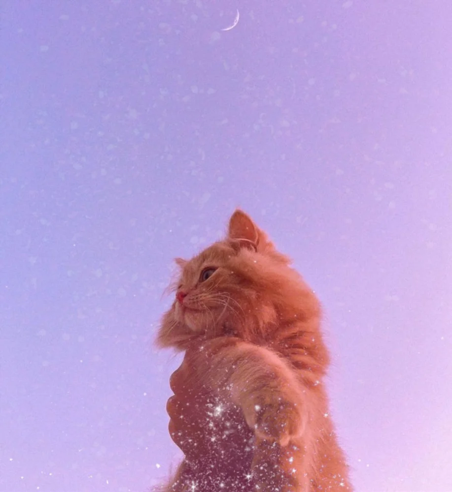 #cat #kitty #cataesthetic #kittylove #kittycat #aesthetic #art #artistic #photography #sky #galaxy #pink #beautiful #beauty #light #stars #moon #pinkaesthetic #esn #vintage #vintageaesthetic #vintagestyle #lovely #love 