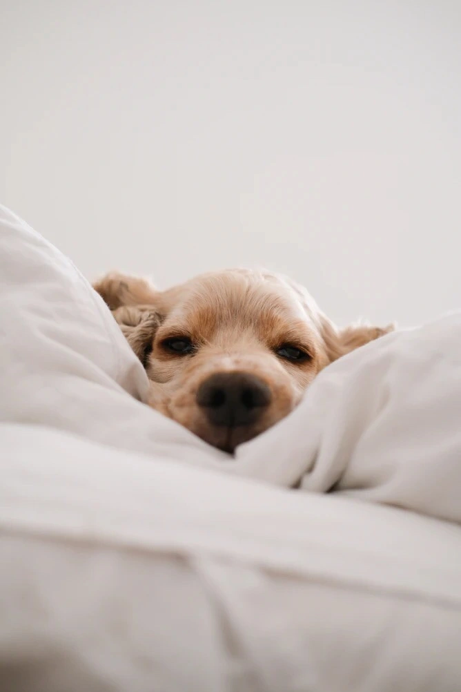 Sim ou claro? 😴😴😴 #cachorro #cao #sono #dormir #notificacao #notificacoes #iphone #freetoedit photo from #unsplash 