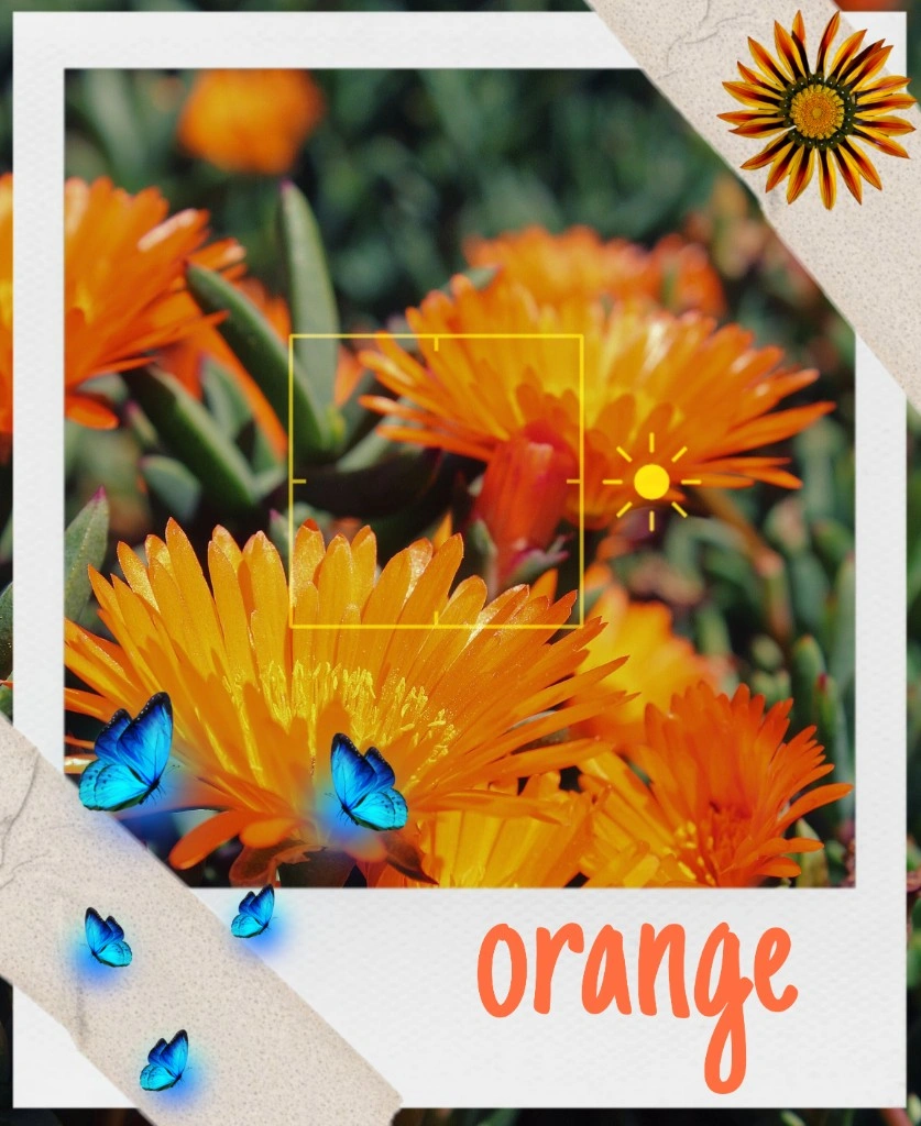mirsulton #orange #orangeaesthetic #flower #butterfly 
