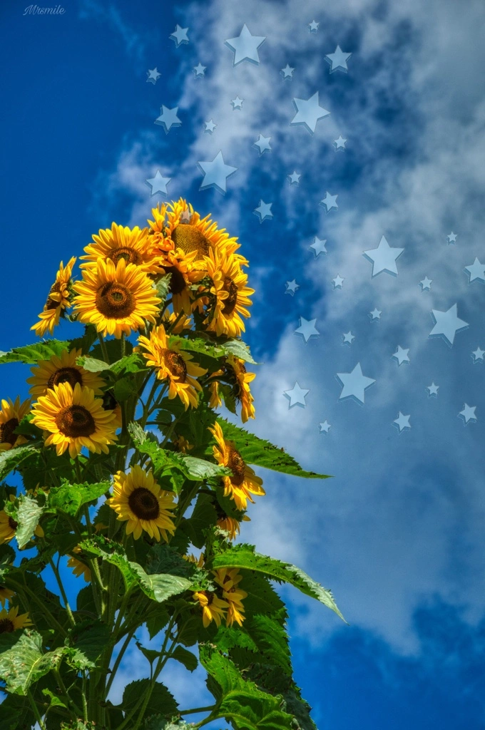 #sun #sunflower #sky #stars 