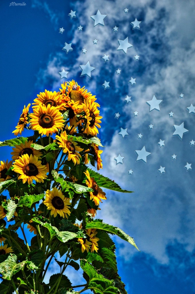 #sun #sunflower #sky #stars 